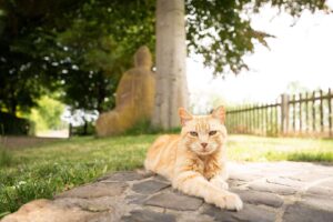 Hofkatze