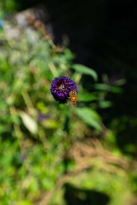 Gartenansicht
